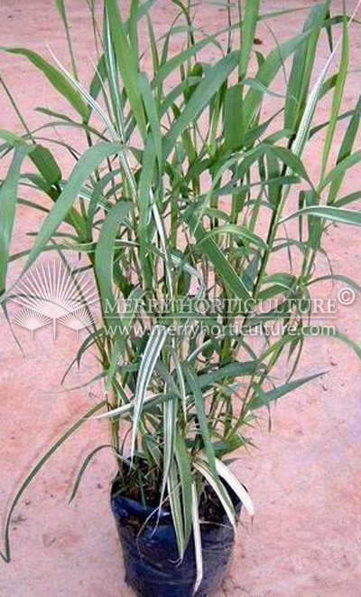 Arundo donax var